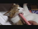 うちの猫がまた仰向けで寝ていたのでお腹にブラシしてみたら・・・