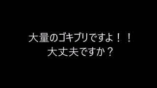 【超閲覧注意！！】ゴキブリ（アルゼンチンフォレストローチ）大量