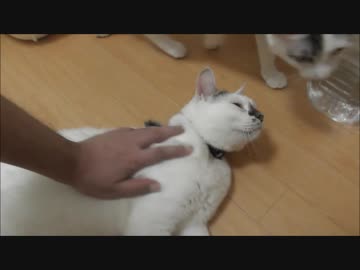 妹猫をモフっていると甘えたい姉猫がたびたび乱入してくる事案が発生