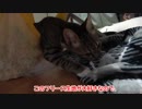 一心不乱にちゅぱる子猫