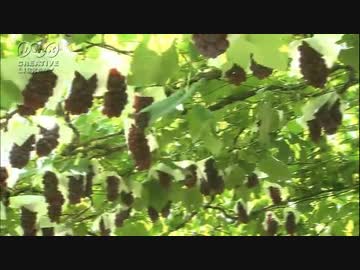 玉置径夫　美味しそうなぶどう