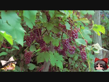 ゆっくりの田舎と自然　第１８話「秋の香りと郷土の食べもの」前編