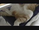おっぴろげ～