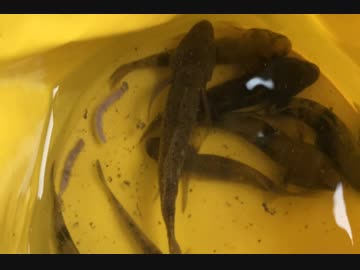 釣り動画ロマンを求めて 93釣目（進開橋：小名木川)