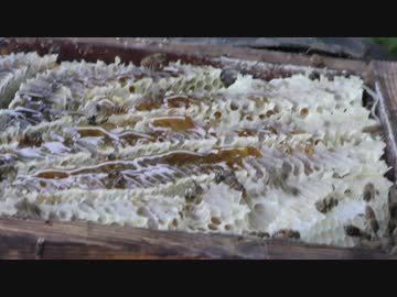 ハチミツの収穫　2017