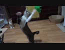 カエルのおもちゃで遊ぶ子猫