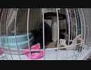 【Jean & Pont 607】保護猫の息抜きに新しいおもちゃ 2017/10/7