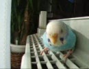 マイナスイオンを浴びるピーちゃん