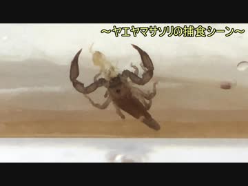 蟻戦争＃177 ヤエヤマサソリがシロアリを狩る！＆サソリの喧嘩編