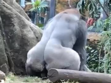 ゴリラの交尾