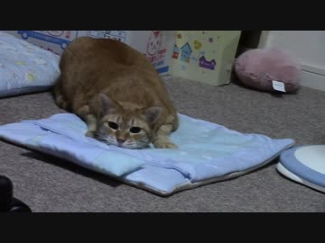 拾いねこ＠生後1925/1892日目　スナイパーアコさん。