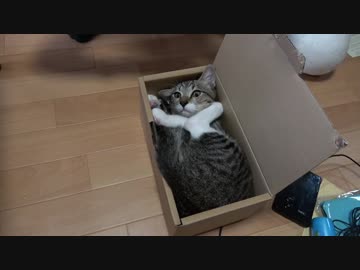 ギッチギチな子猫