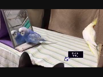ただ、インコの遊びを、おとなしく見てる猫。