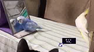 ただ、インコの遊びを、おとなしく見てる猫。