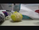 拝啓ドッペルゲンガーを2人で歌ってみた！れーづ＆ぱ＠ん【NO編集】
