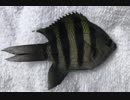 釣り動画ロマンを求めて 94釣目（深浦湾：後半)
