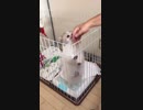 ポメラニアン 2ヶ月 子犬 パピヨンとのミックス 立つ 女の子