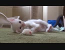 【 子猫 】子猫の全身はバネで出来ている　その23