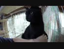 【Jean & Pont 611】保護猫兄弟のケージ外デビューに向け掃除