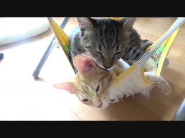 定員1名のハンモックを乗っ取ろうと忍び寄る兄猫。