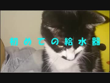 はじめての給水器【黒白ハチワレ猫のルル】