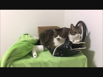 【こげつく】もし生放送をしたら