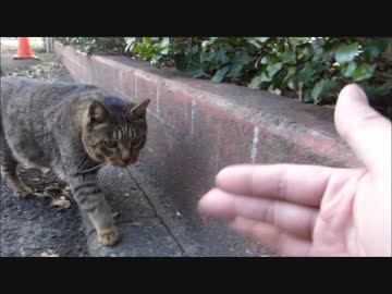 ぬこを手招きしたら近寄って来たのでモフりまくってみた