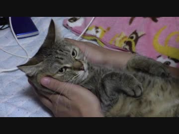 拾いねこ＠生後1927/1894日目　寒暖差が激しいですねー。