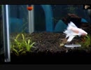 我が家のベタ水槽　ベタVSエビ