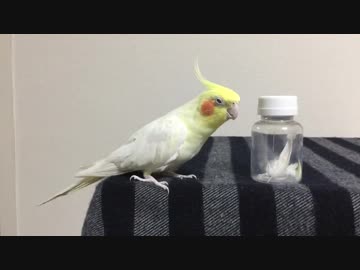 オカメインコのアルマさんは10歳のナイスミドル