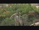 メディブリッジ 枯れ地のキリン