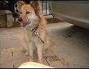 【自作クラシック】 階段をのぼる犬 【弦楽生演奏】