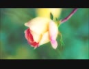 蜜 / 古い音楽帳さん・ふみ（天意さん）