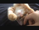 【猫フェチ】ネコとひとさしゆびぃ!!