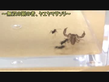 蟻戦争＃178 ケアリVSヤエヤマサソリ～無双の剛の者～編