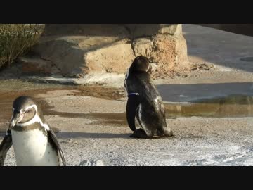 ラストグレープ