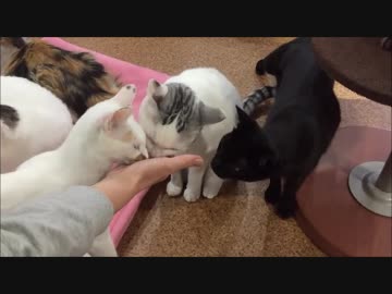 ネコ達のおやつタイム