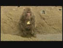 メディブリッジ イモ洗い