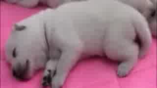 武井雅人　ぬいぐるみの様な子犬
