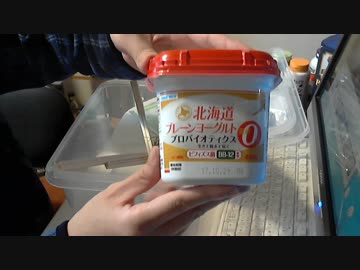 オオカマキリにヨーグルトを与えてみた　飼育から３日目