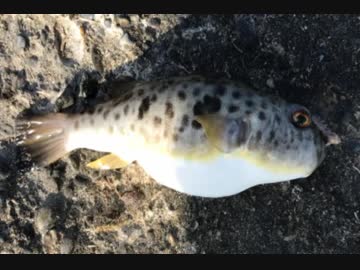 釣り動画ロマンを求めて 95釣目（大原漁港)