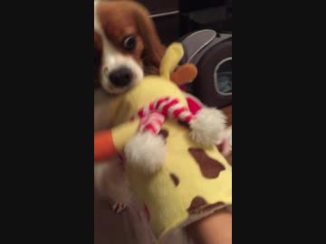 キリンさんには負けらんねー