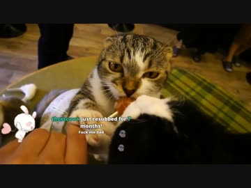 飴をペロるヌコ