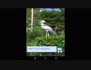 転移学習でラッキーさんに動物を分類してもらった