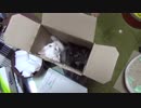 【 子猫 】子猫の全身はバネで出来ている　その24