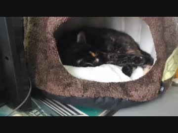 あずきを狙う黒い影・・・