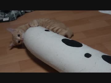 ぬいぐるみに大興奮な子猫