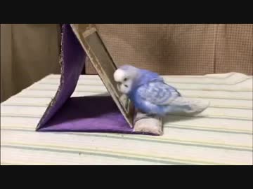 セキセイインコのカガミ覗き見リレー？
