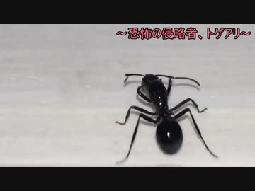 蟻戦争＃179 秋の企画！アリの巣をのっとる恐怖の侵略者、トゲアリ①編