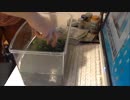 ミステリークレイフィッシュ飼育日記　６日目